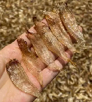 母乳喂养为什么不能吃鱼胶(哺乳期可以吃鱼胶吗？)